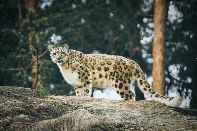 Snow Leopards And Citizen Science: Seeking The Grey Ghost In Kyrgyzstan