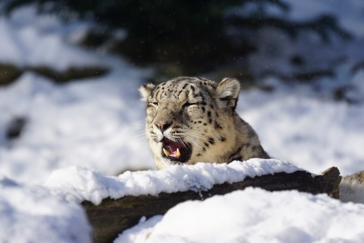 Wildlife Photographer Treks 165 Km In Nepal To Capture Stunning Images Of A Snow Leopard